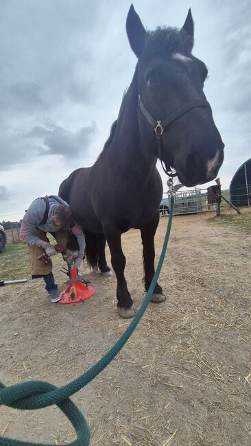 Hufschuhberatung und Barhufbearbeitung, Loderhof 10, Stefan Wolf, Therapy & Treatment, Thurmansbang, Image 4