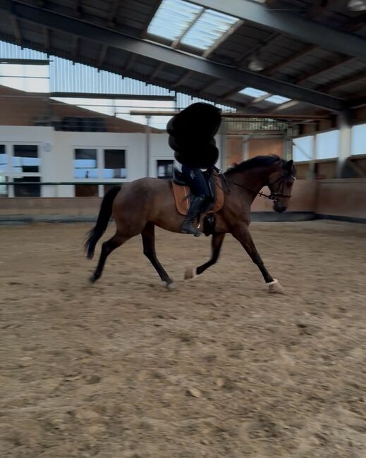 **Gehobenes Freizeitpferd, Dressurpferd, braune Stute, 8 Jahre **, Caroline , Horses For Sale, Wetter, Image 2