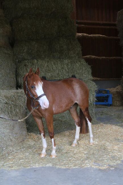 Spitzen Reitpony abstammend von FS Numero Uno x Rendezvous, Pferdevermittlung Leus (Pferdevermittlung Leus ), Horses For Sale, Neustadt, Image 5