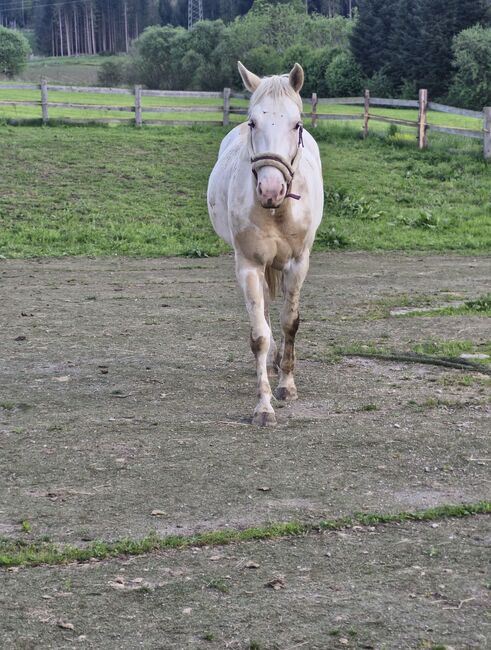 Niederländische Palominostute, Bianca , Konie na sprzedaż, Weisskirchen 