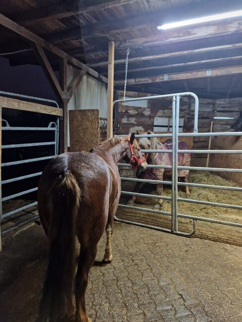 Holländische Stute zu verkaufen, Melli Müller , Horses For Sale, Göppingen, Image 2