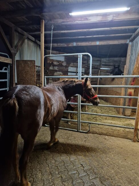 Holländische Stute zu verkaufen, Melli Müller , Horses For Sale, Göppingen, Image 5