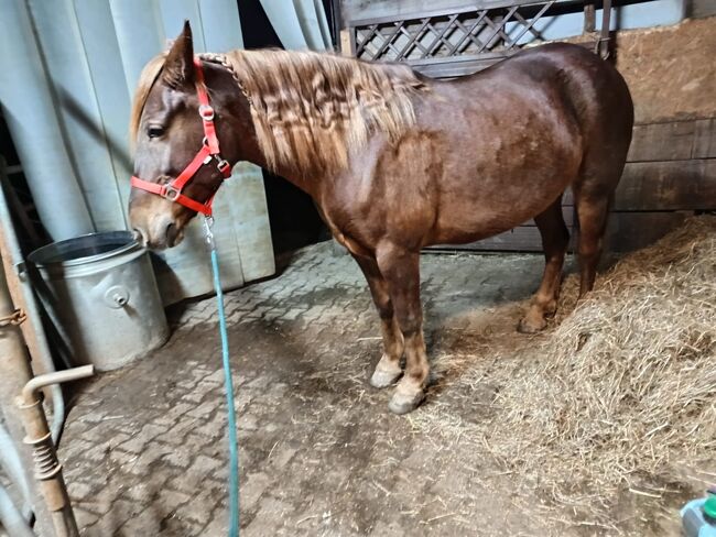 Holländische Stute zu verkaufen, Melli Müller , Horses For Sale, Göppingen, Image 6