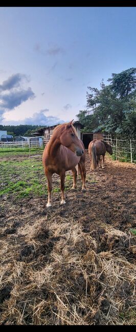 Holländische Stute zu verkaufen, Melli Müller , Horses For Sale, Göppingen, Image 8