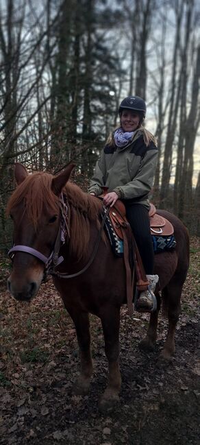 Holländische Stute zu verkaufen, Melli Müller , Horses For Sale, Göppingen, Image 12