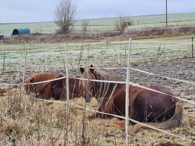 Holländische Stute zu verkaufen, Melli Müller , Horses For Sale, Göppingen, Image 13