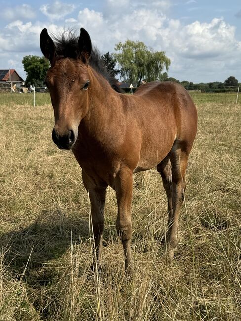 Hollywood Dun It gezogenes Quarter Horse Hengstfohlen, Kerstin Rehbehn (Pferdemarketing Ost), Horses For Sale, Nienburg, Image 2