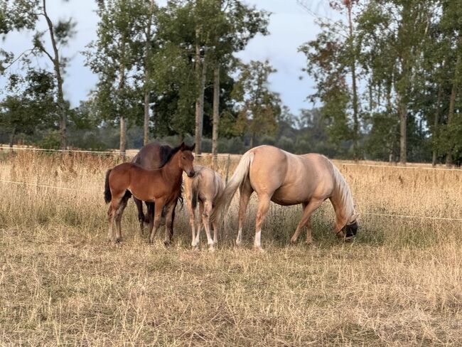 Hollywood Dun It gezogenes Quarter Horse Hengstfohlen, Kerstin Rehbehn (Pferdemarketing Ost), Horses For Sale, Nienburg, Image 5