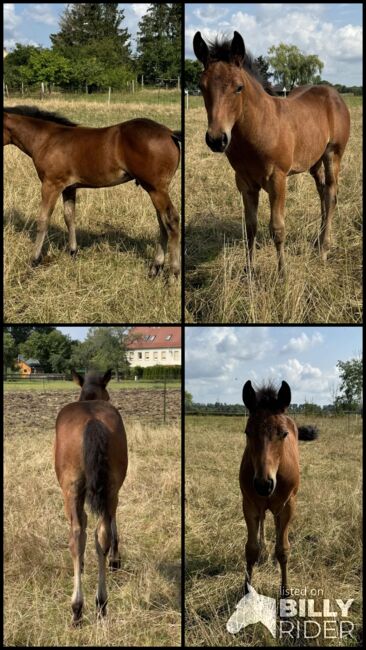 Hollywood Dun It gezogenes Quarter Horse Hengstfohlen, Kerstin Rehbehn (Pferdemarketing Ost), Horses For Sale, Nienburg, Image 11