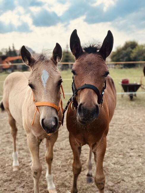 Hollywood Dun It gezogenes Quarter Horse Hengstfohlen, Kerstin Rehbehn (Pferdemarketing Ost), Horses For Sale, Nienburg, Image 7