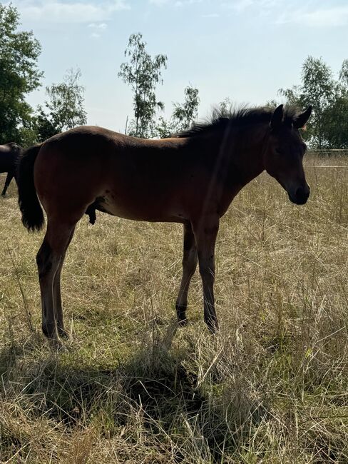 Hollywood Dun It gezogenes Quarter Horse Hengstfohlen, Kerstin Rehbehn (Pferdemarketing Ost), Horses For Sale, Nienburg, Image 8