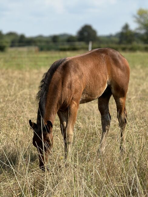 Hollywood Dun It gezogenes Quarter Horse Hengstfohlen, Kerstin Rehbehn (Pferdemarketing Ost), Horses For Sale, Nienburg, Image 9