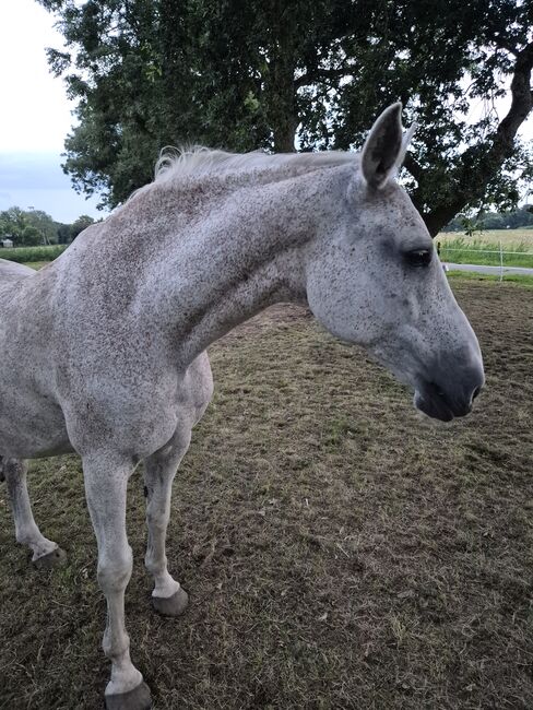 Holsteiner Schimmel-Dame sucht neuen Wirkungskreis, Sarah, Horses For Sale, Sankt Margarethen, Image 2