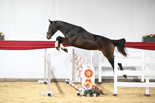 Holsteiner Hengst 3 Jahre, Schäfer, Horses For Sale, Ergenzingen , Image 3