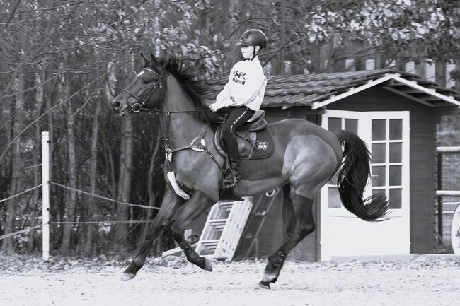 Holsteiner Springpferd Freizeitpferd, Michael , Horses For Sale, Neißemünde Breslack, Image 3