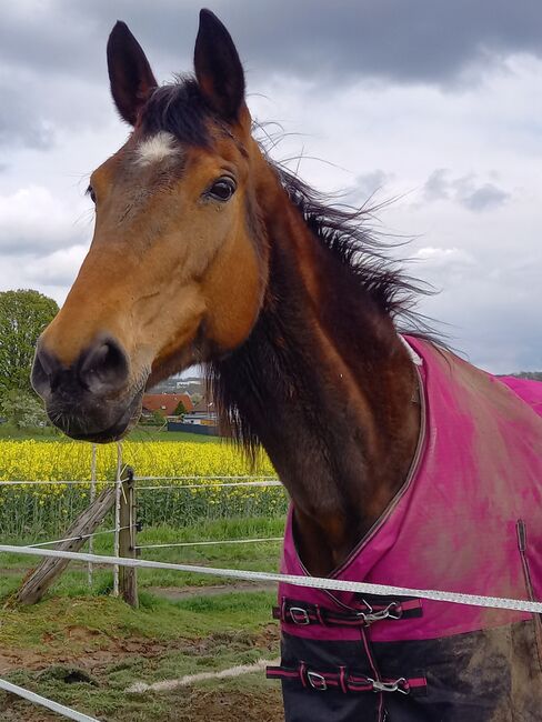 Holsteiner Stute, Michelle , Horses For Sale, Stadtallendorf 