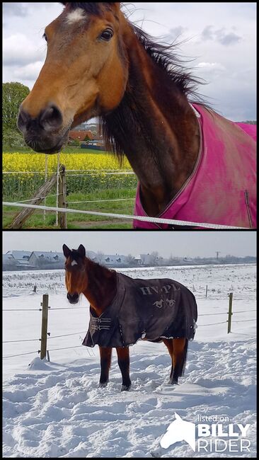 Holsteiner Stute, Michelle , Horses For Sale, Stadtallendorf , Image 3