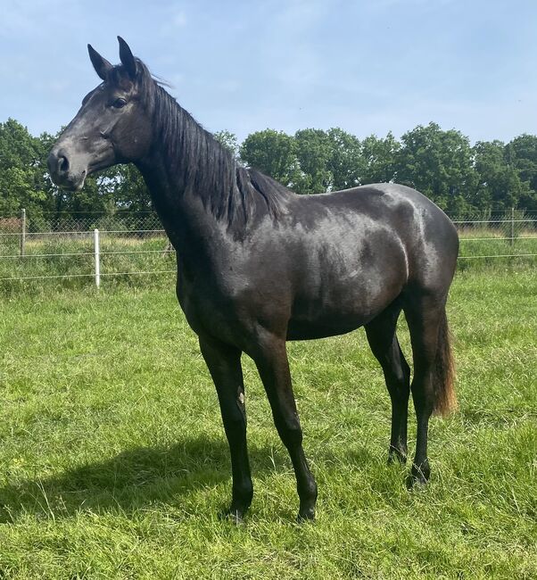 Holsteiner Stute, Antje Beyer, Horses For Sale, Groß Oesingen, Image 3