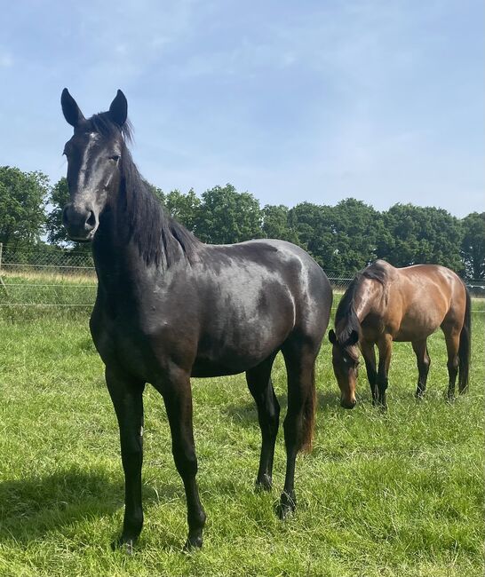 Holsteiner Stute, Antje Beyer, Horses For Sale, Groß Oesingen, Image 4