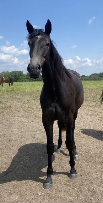 Holsteiner Stute, Antje Beyer, Horses For Sale, Groß Oesingen, Image 2