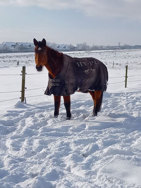 Holsteiner Stute, Michelle , Horses For Sale, Stadtallendorf , Image 2