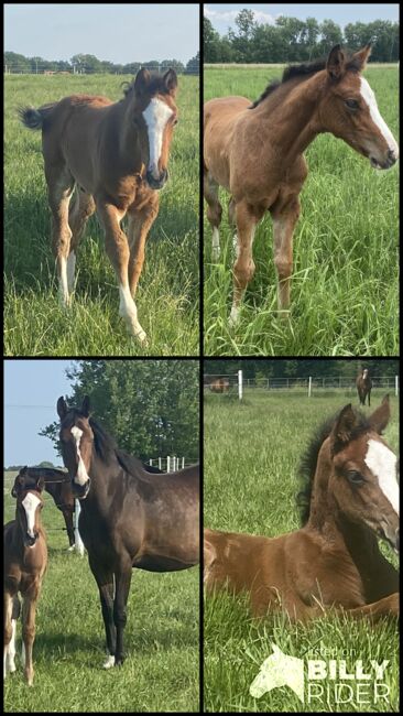 Holsteiner Hengstfohlen, Antje Beyer, Horses For Sale, Groß Oesingen, Image 5