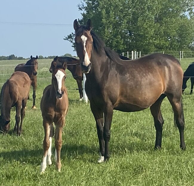 Holsteiner Hengstfohlen, Antje Beyer, Horses For Sale, Groß Oesingen, Image 4