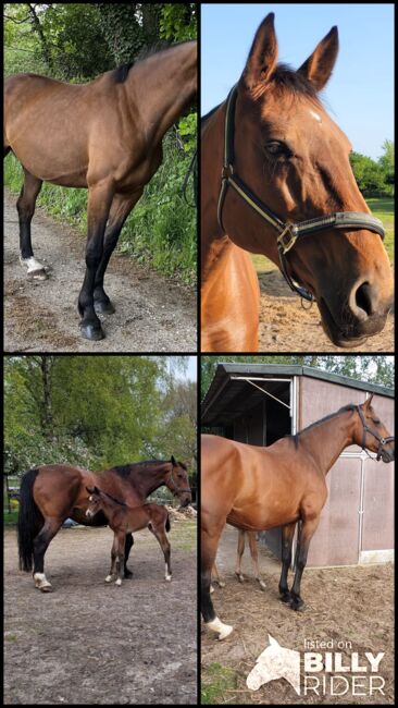 Holsteiner Zuchtstute/Beisteller, Sophie, Horses For Sale, Kühren, Image 6