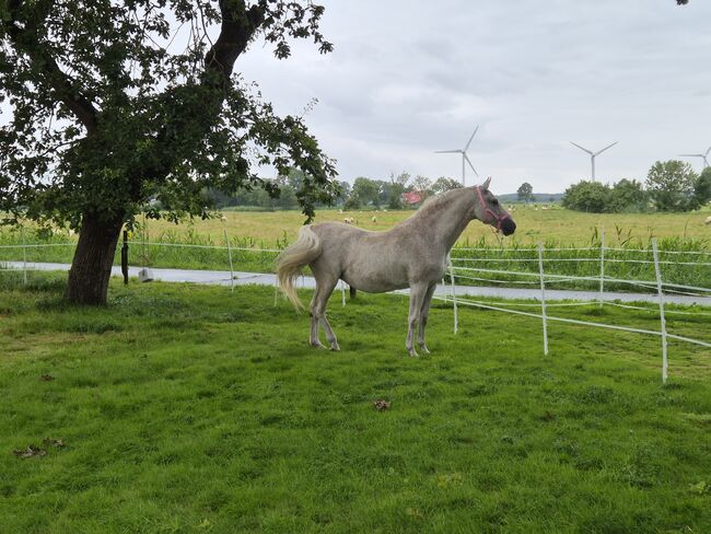 Holsteiner Schimmel-Dame sucht neuen Wirkungskreis, Sarah, Horses For Sale, Sankt Margarethen