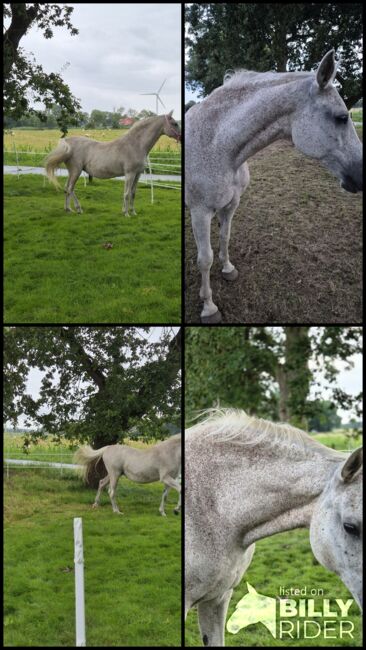Holsteiner Schimmel-Dame sucht neuen Wirkungskreis, Sarah, Horses For Sale, Sankt Margarethen, Image 5