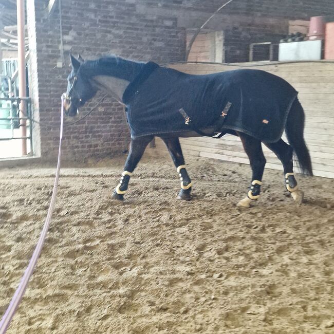 Holsteiner Stute von Carlos dz, Kobertz , Horses For Sale, Heinsberg
