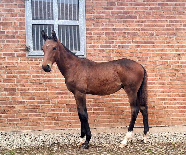 Holsteiner Jährling von Million Dollar x Comme il faut, Jens , Horses For Sale, Bodenrode-Westhausen