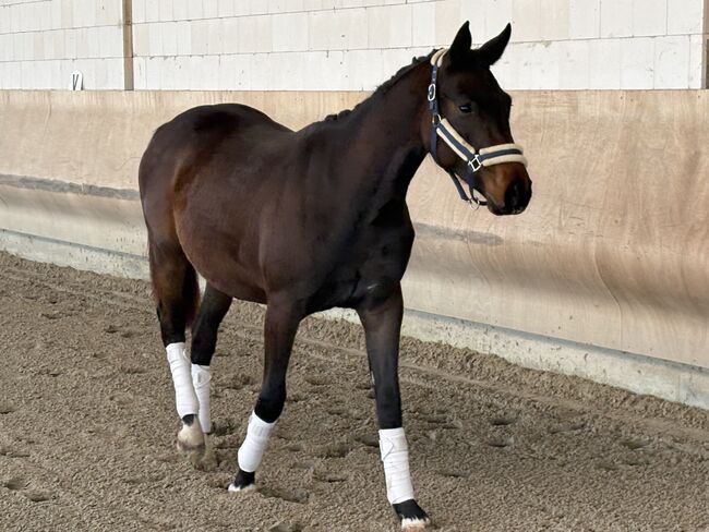 Holsteiner Wallach 2jährig, Katharina Reck, Horses For Sale, Kabelsketal