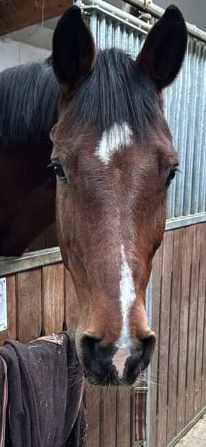 Holsteiner Wallach 16 jährig, Nicki12, Horses For Sale, Kerns 