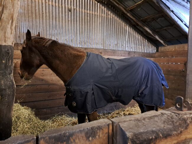 Holsteiner Freizeitpferd, Bärbel Seidlitz, Horses For Sale, Hechthausen, Image 5
