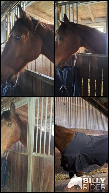 Holsteiner Freizeitpferd, Bärbel Seidlitz, Horses For Sale, Hechthausen, Image 6