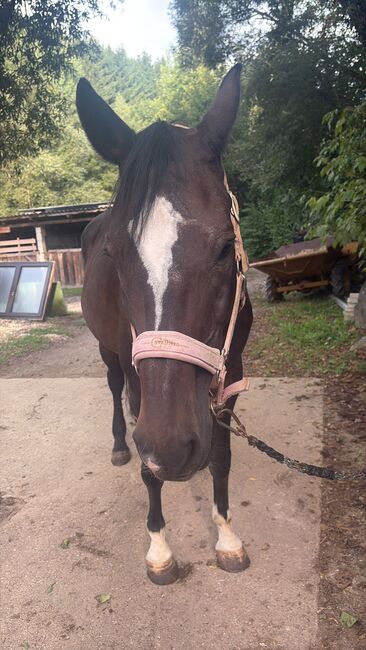 Holsteiner Warmblut, Oliver Tranegger, Horses For Sale, Lockenhaus, Image 4