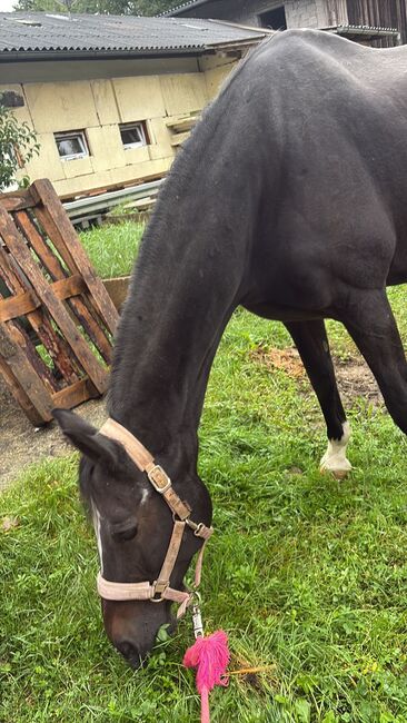 Holsteiner Warmblut, Oliver Tranegger, Horses For Sale, Lockenhaus, Image 3