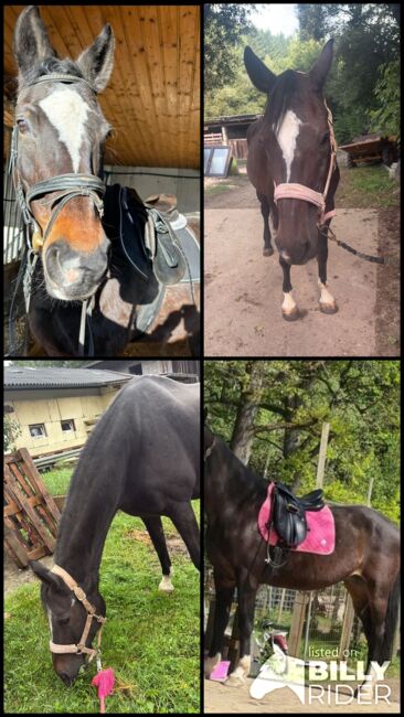 Holsteiner Warmblut, Oliver Tranegger, Horses For Sale, Lockenhaus, Image 5
