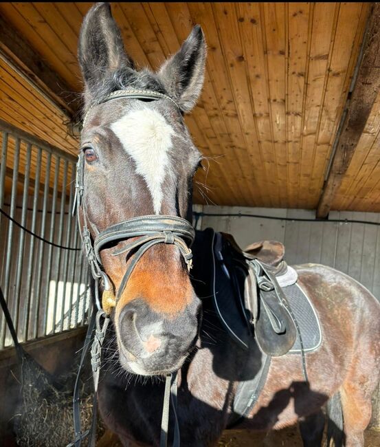Holsteiner Warmblut, Oliver Tranegger, Horses For Sale, Lockenhaus