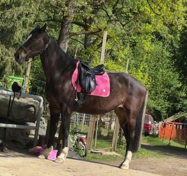 Holsteiner Warmblut, Oliver Tranegger, Horses For Sale, Lockenhaus, Image 2