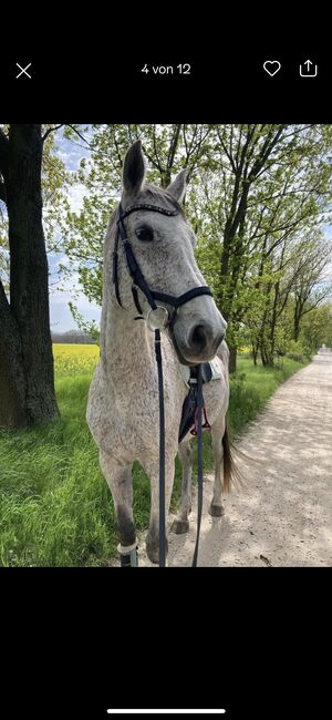 Holsteiner Stute für Zucht und Freizeit, Angela , Horses For Sale, Altlandsberg , Image 3