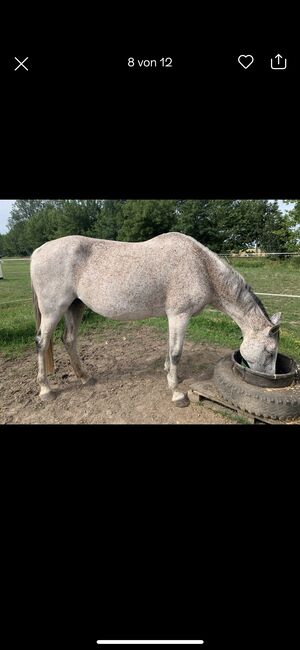 Holsteiner Stute für Zucht und Freizeit, Angela , Horses For Sale, Altlandsberg , Image 4