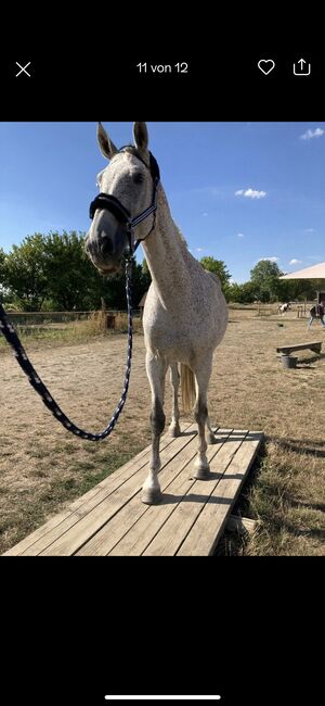 Holsteiner Stute für Zucht und Freizeit, Angela , Horses For Sale, Altlandsberg , Image 5