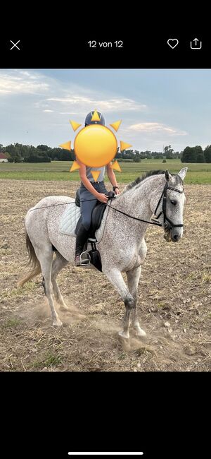 Holsteiner Stute für Zucht und Freizeit, Angela , Horses For Sale, Altlandsberg , Image 6