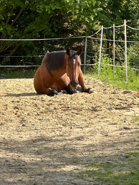 Holsteiner Stute, Luna, Horses For Sale, Giessen, Image 3