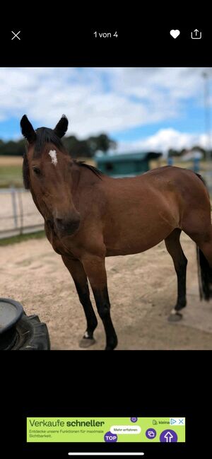 Holsteiner Stute, Luna, Horses For Sale, Giessen