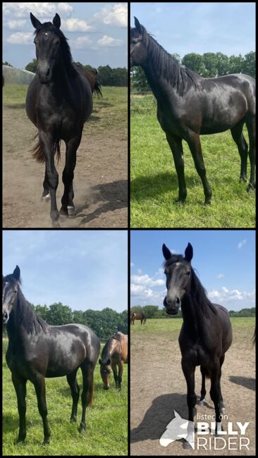 Holsteiner Stute, Antje Beyer, Horses For Sale, Groß Oesingen, Image 5