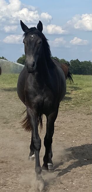 Holsteiner Stute, Antje Beyer, Horses For Sale, Groß Oesingen