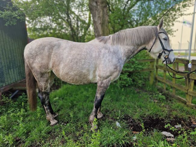 Holsteiner Stute abstammend von Conquest x Exorbitant, Pferdevermittlung Leus, Horses For Sale, Neu Wulmstorf, Image 3